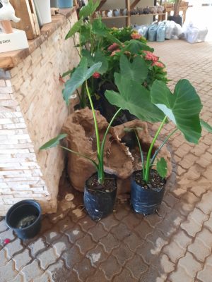 1000091192-scaled-1.jpg Alocasia Macrorrhiza 10lt