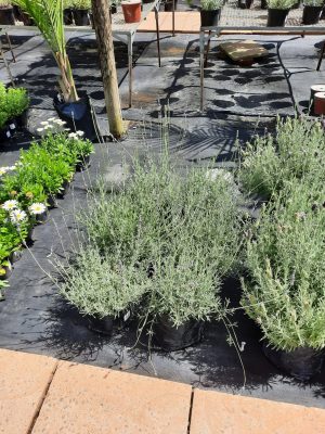 Lavendula English 10lt