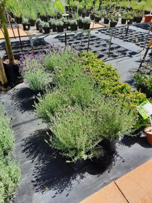 Lavendula Stoechas Pink Flower 10lt