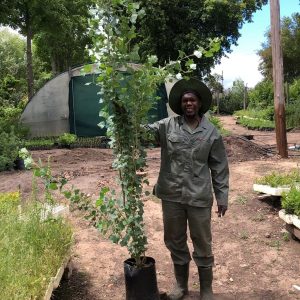 Populus Lombard 20lt