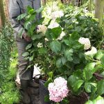 Hydrangea 40lt