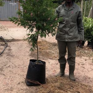 1000097074.jpg Indigofera Frutescens 40lt