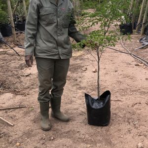 Caesalpinia Ferrea (Leopard Tree) 20lt