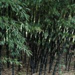 Phyllostachys Nigra 20lt (Black Bamboo)