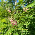 Indigofera Frutescens 40lt