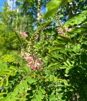 Indigofera Frutescens 40lt