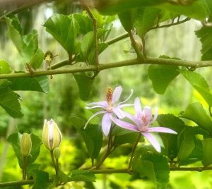 Grewia Occidentalis 25lt Pot