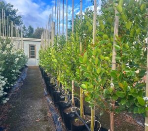 Cassine Peragua 40lt (Cape Saffron)