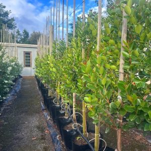 Cassine Peragua 40lt (Cape Saffron)