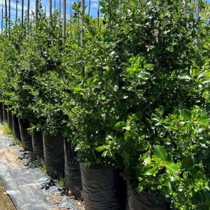 Escallonia 'Alba' White 40lt