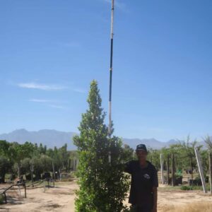 Syzygium Paniculatum 100lt (Eugenia)