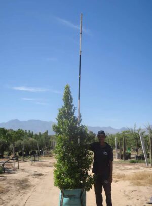 Syzygium Paniculatum 100lt (Eugenia)