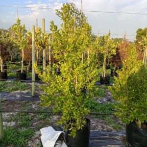 2025/12/1000129790.jpg Syzygium Paniculatum 50lt (Eugenia)