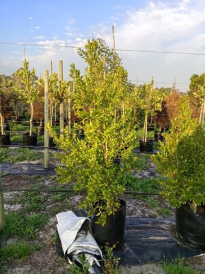 Syzygium Paniculatum 50lt (Eugenia)