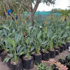 Strelitzia Reginae Orange 20LT