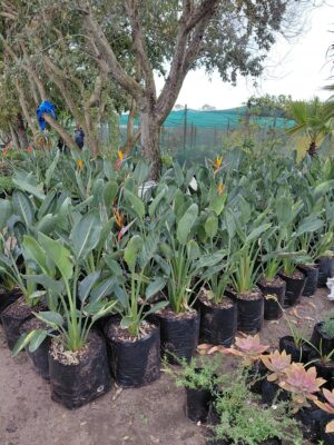 Strelitzia Reginae Orange 20LT