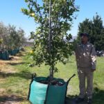 2025/12/1000135280.jpg Eureka Lemon Tree 250lt