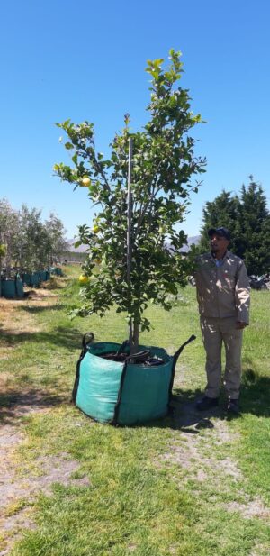 2025/12/1000135280.jpg Eureka Lemon Tree 250lt