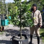 Eureka Lemon Tree 125lt