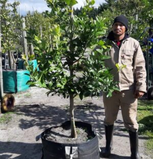Eureka Lemon Tree 125lt