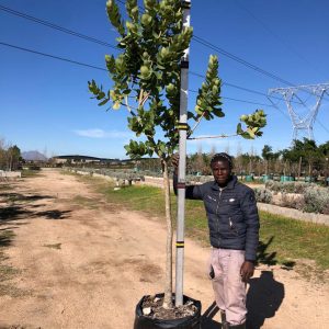 Syzygium Cordatum 100lt