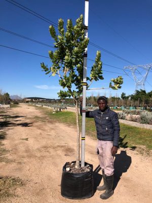 Syzygium Cordatum 100lt