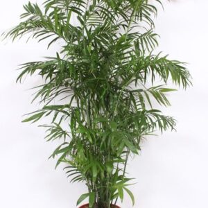 Chamaedorea Seifrizii  Common Name: Read Palm
