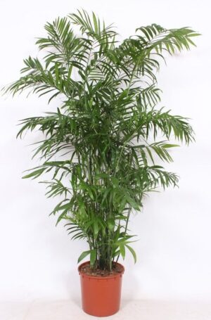 Chamaedorea Seifrizii  Common Name: Read Palm