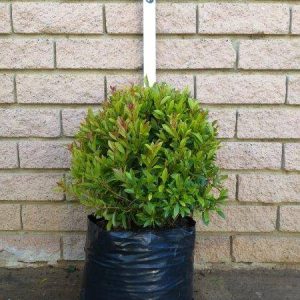 10L_Syzygium_paniculatum_Ball.jpg Syzygium Paniculatum Ball 10lt