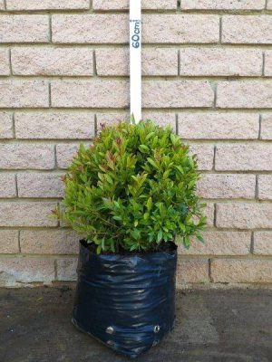 Syzygium Paniculatum Ball 10lt