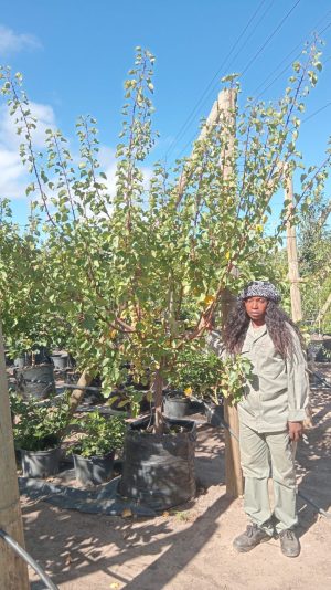 Apricot Bulida Tree 100lt
