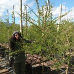 Vachellia Xanthophloea 100lt