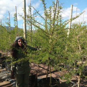 Vachellia Xanthophloea 100lt