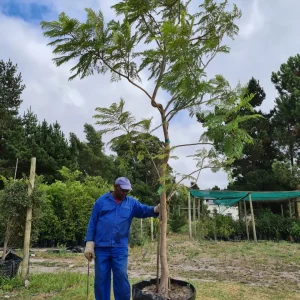 125lt-1.webp Jacaranda Mimosifolia Tree 125lt