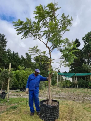 Jacaranda Mimosifolia Tree 125lt