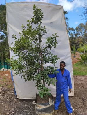 Sideroxylon Inerme 125lt