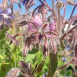 Organic Borage 15cm Pot