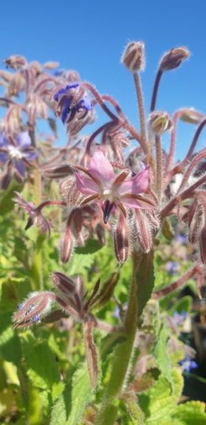Organic Borage 15cm Pot