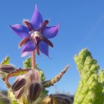 Organic Borage 15cm Pot