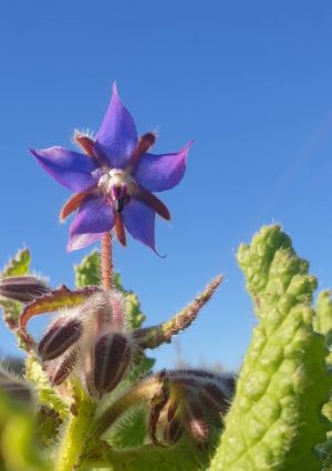 Borage Combo Deal
