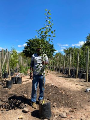 Prune Tree 20lt