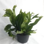 Microsorum Green Flame 19cm Pot