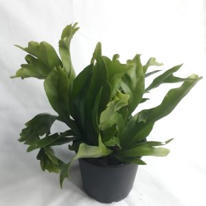 Microsorum Green Flame 19cm Pot