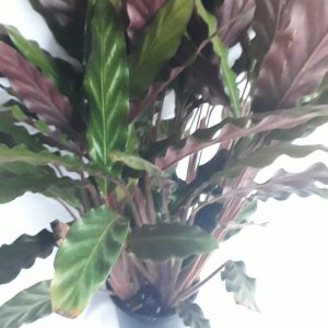 Calathea Rufibarba 14cm