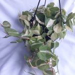 20200625_172633-scaled-1.jpg Heart Leaf Philodendron Brasil 20cm Hanging Basket