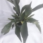 Staghorn Fern 14cm