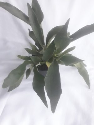 Staghorn Fern 14cm