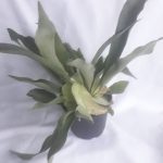 Staghorn Fern 14cm