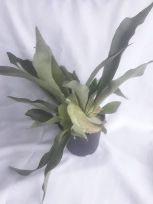 Staghorn Fern 14cm