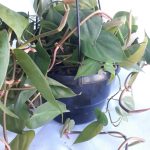 Heart Leaf Philodendron 20cm Hanging Basket